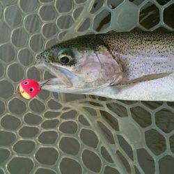 フィッシングエリア帝釈 釣果