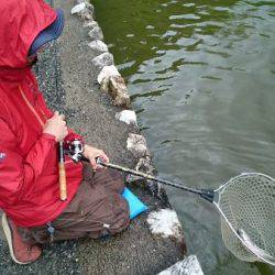 フィッシングエリア帝釈 釣果