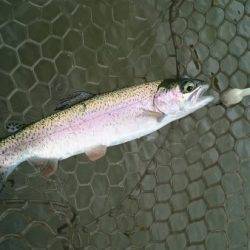 フィッシングエリア帝釈 釣果