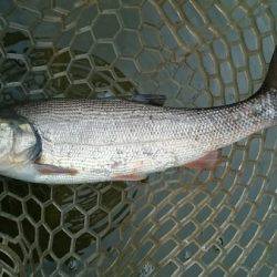 フィッシングエリア帝釈 釣果