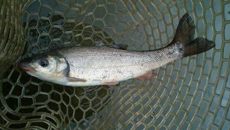 フィッシングエリア帝釈 釣果