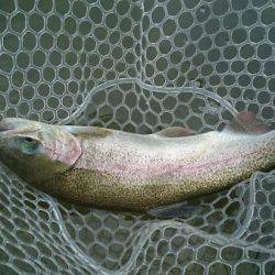 フィッシングエリア帝釈 釣果