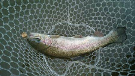 フィッシングエリア帝釈 釣果