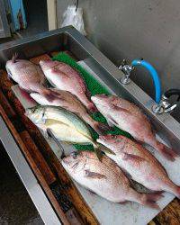 和歌山マリーナシティ釣り堀 釣果