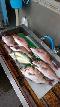 和歌山マリーナシティ釣り堀 釣果