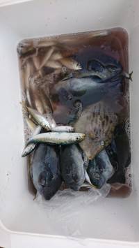 和歌山マリーナシティ釣り公園 釣果