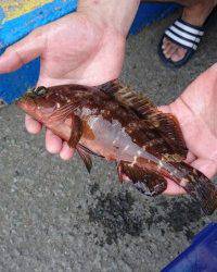 和歌山マリーナシティ釣り公園 釣果