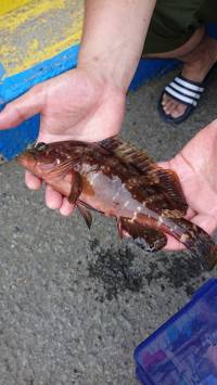 和歌山マリーナシティ釣り公園 釣果