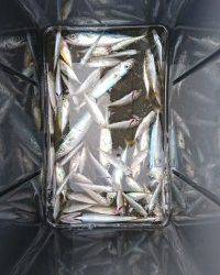 和歌山マリーナシティ釣り公園 釣果