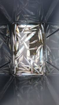 和歌山マリーナシティ釣り公園 釣果