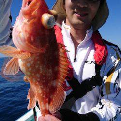 シードリーム 釣果