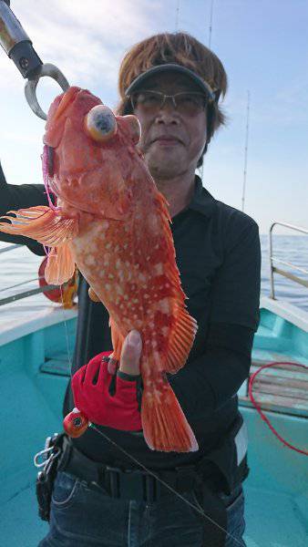 シードリーム 釣果