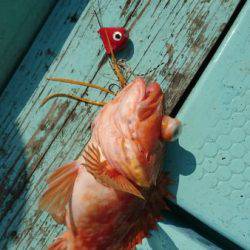 シードリーム 釣果