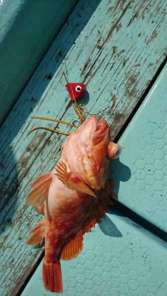 シードリーム 釣果