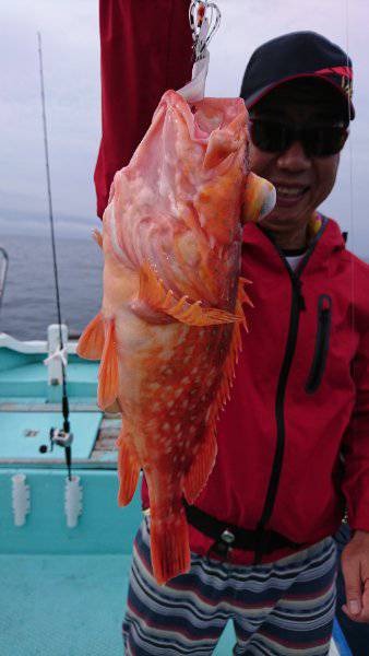 シードリーム 釣果