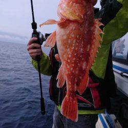 シードリーム 釣果