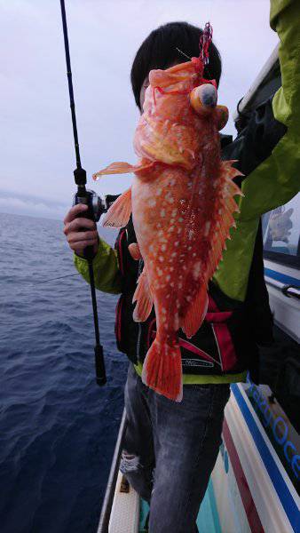 シードリーム 釣果