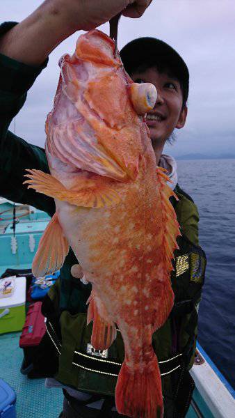 シードリーム 釣果