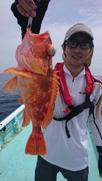 シードリーム 釣果