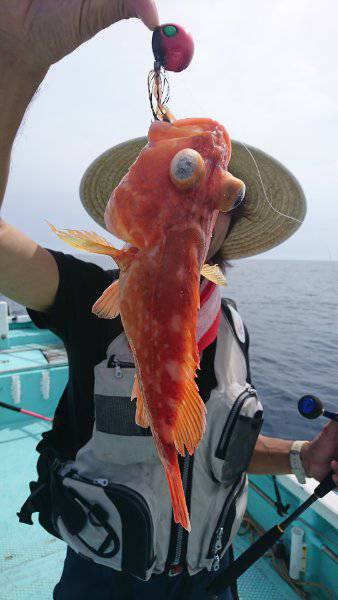 シードリーム 釣果