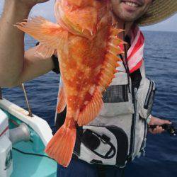 シードリーム 釣果