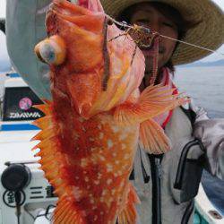 シードリーム 釣果