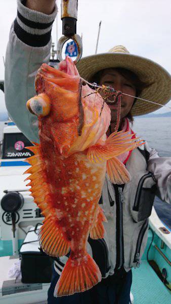 シードリーム 釣果