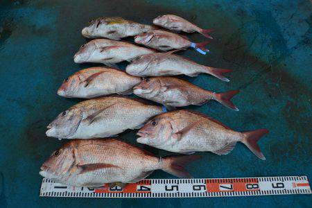 アジアマリンサービス 釣果