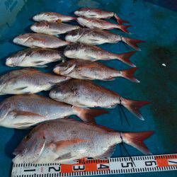 アジアマリンサービス 釣果