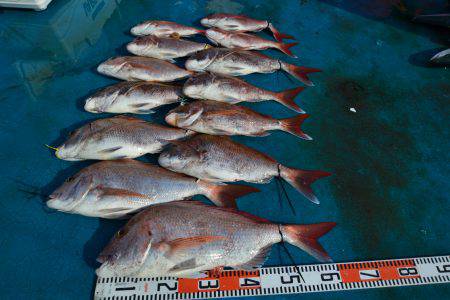 アジアマリンサービス 釣果