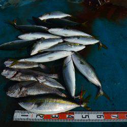 アジアマリンサービス 釣果