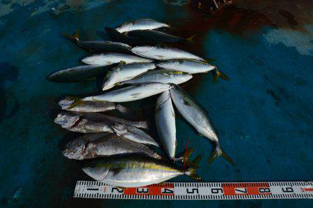 アジアマリンサービス 釣果