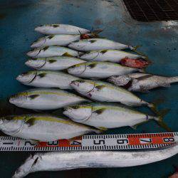 アジアマリンサービス 釣果