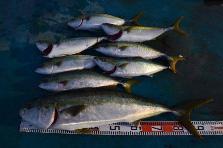 アジアマリンサービス 釣果