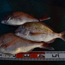 アジアマリンサービス 釣果