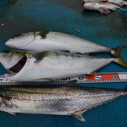 アジアマリンサービス 釣果