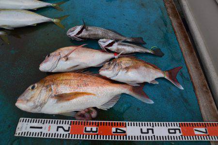 アジアマリンサービス 釣果