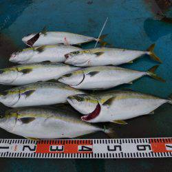 アジアマリンサービス 釣果