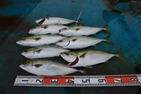 アジアマリンサービス 釣果