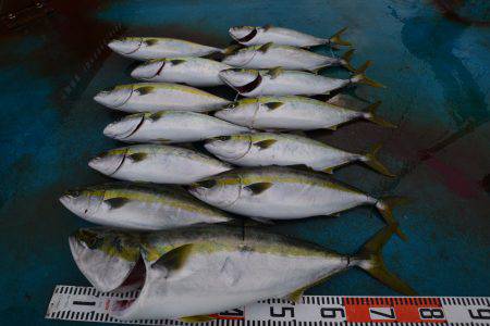 アジアマリンサービス 釣果