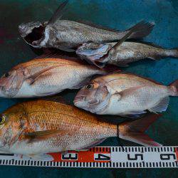 アジアマリンサービス 釣果