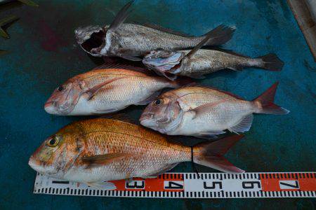 アジアマリンサービス 釣果