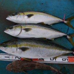 アジアマリンサービス 釣果