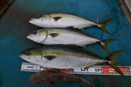 アジアマリンサービス 釣果