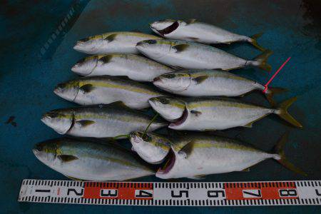 アジアマリンサービス 釣果