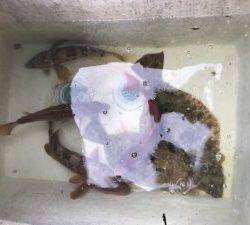 さぶろう丸 釣果