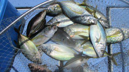 海正丸 釣果