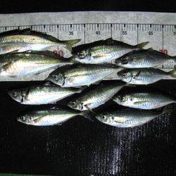 海宝丸 島根 釣果