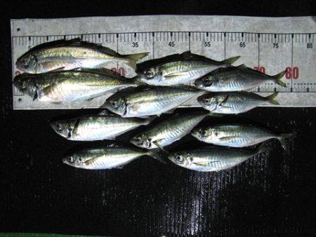 海宝丸 島根 釣果