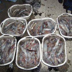 海宝丸 島根 釣果